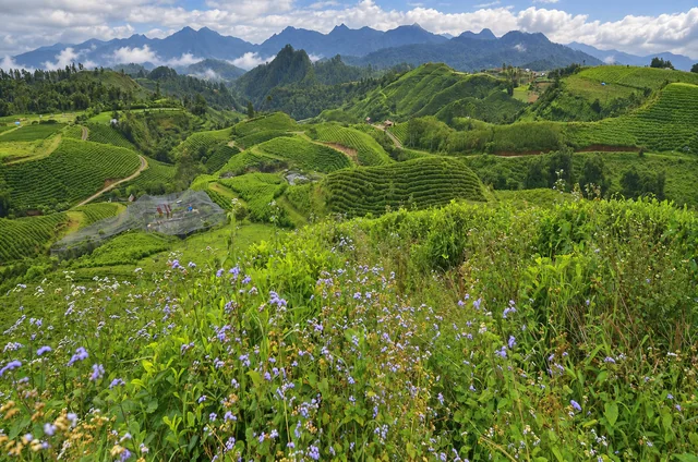 Foto kebun teh Malino yang disunting